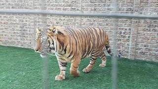 猫妈妈在寻找老虎的安全
