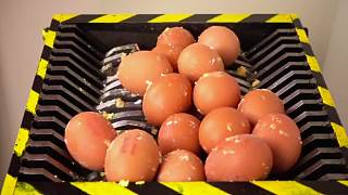 100枚煮熟的鸡蛋放入绞肉机+绞肉机vs1000度刀