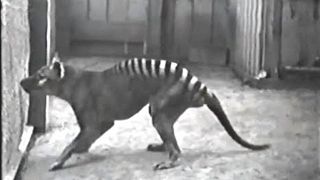 10个已灭绝动物的生前录像！太珍贵了！