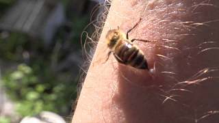 蜜蜂蜇人后真的会死掉吗？