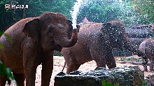 慢镜头看大象喷水，水花四溅，小象头上的短发惹人怜爱