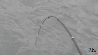 钓鱼视频：鱼饵刚刚入水，竿稍就开始激烈的抖动！