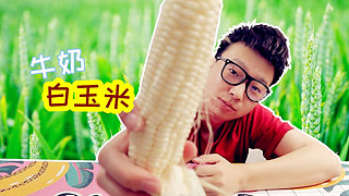 试吃台湾牛奶白水果玉米！