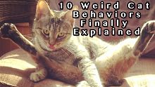 10种猫猫的诡异行为！每种看了都有点吓人！