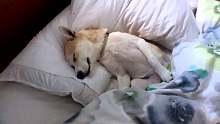 狗狗躺在妹子床上装睡，目的是什么？
