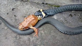 【全程高能】蛇如何完全吞进比它大几倍的青蛙