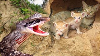 【全程惊险】男孩从大蟒蛇口中救下一群小猫咪