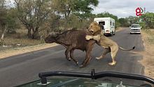 狮子凶狠袭击水牛！？游客动物园实拍