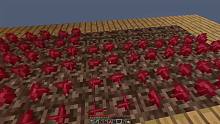 歐拉巨大神木生存07：高價的紅色羊毛