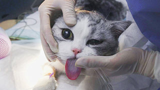 猫咪洁牙麻醉狂吐舌头，被医生强行塞回嘴里，铲屎官心疼的笑了