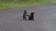 两只熊宝宝在路上吵架摔跤，路人经过会被卷入暴打吗？