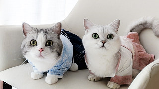 三猫给猫咪们试穿古装，还有神秘礼物？猫一打开脸都被气歪！