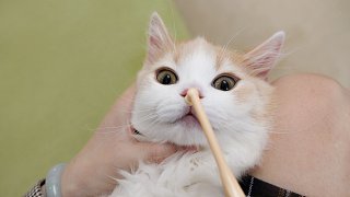 短腿小猫咪刷牙初体验，新牙刷直接报废，牙膏不够吃......