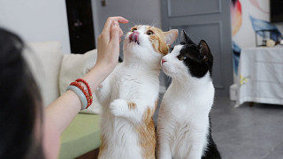 10个养猫小技巧，暴增你的幸福感，快乐吸猫每一天！