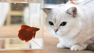 当着5只猫的面给鱼换水，猫以为要洗澡紧张惨了，鱼：有我紧张？
