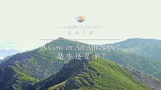 《美丽中国 是牛还是羊？》-A Cow or An Antelope?