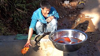 华农兄弟：把兄弟送的红鲤鱼放池子里养着，再去摘点他家的柿子来吃