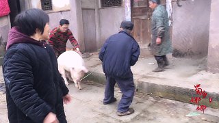 四川农村杀年猪，老师傅技术一流！300斤大肥猪一刀解决