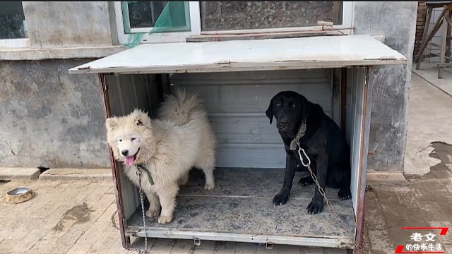 农村小伙给拉布拉多和萨摩耶做一个公用狗窝，你觉得怎么样？