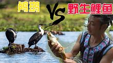 农村小伙下河捕鱼运气爆棚，鱼鹰抓起野生大鲤鱼，过程搞笑又好玩