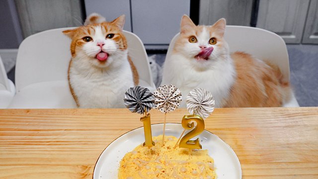 1人2猫集体过生！猫咪吃生日蛋糕，主人简单吃个帝王蟹火锅！