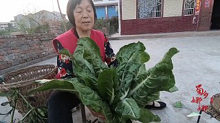 四川农村：牛皮菜怎么做才好吃？农村大妈教你一手，配上它太美味