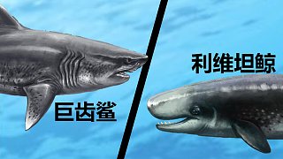 史上最强两大海怪—巨齿鲨和利维坦鲸