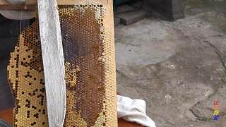 农村土蜂蜜收割全过程，割的全是封盖蜜，刀刀流蜜太馋人