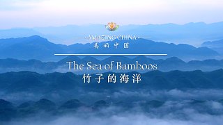 《美丽中国 竹子的海洋》-The Sea of Bamboo