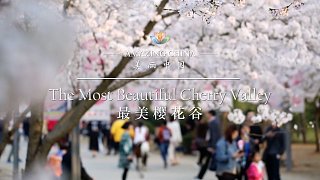 《美丽中国 最美樱花谷》-The Most Beautiful Cherry Valley