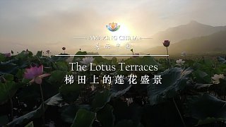 《美丽中国 梯田上的莲花盛景》-The Lotus Terraces