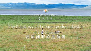 《美丽中国 高原湖畔的黑颈鹤》-The Black-necked Crane