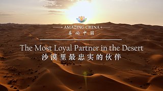 《沙漠里最忠实的伙伴》-The Most Loyal Partner in the Desert