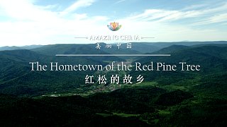 《美丽中国 红松的故乡》-The Hometown of the Red Pine Tree