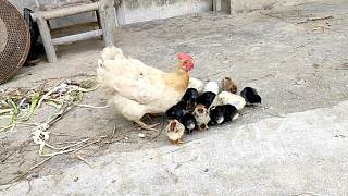 才下的热乎蛋，母鸡自己吃也就算了，还在教一群鸡宝宝吃