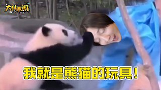 【大仙不闹】来了一只又一只，就算你是熊猫也不带这么欺负人的！