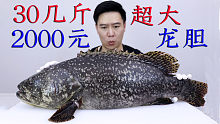 2030买一条全市场最大的珍珠龙胆石斑鱼，30几斤重