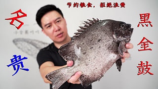 110一斤的名贵斑石鲷-黑金鼓，在蓝光之下似梦幻之鱼，香煎嘎嘣脆