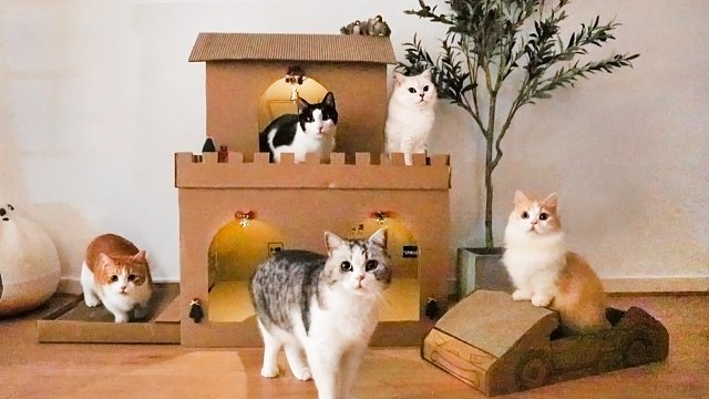 用存了3个月的纸箱，给猫换来了梦幻别墅和兰博基尼！