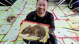 花1000块钱买粘鼠板，铺满整个房间能抓多少只老鼠？
