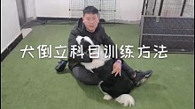 犬倒立科目训练方法