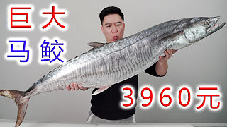 3960买一条大马鲛鱼，价格是普通马鲛4倍，它真的能好吃吗？