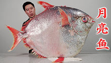 18000买一条91斤的月亮鱼，比蓝鳍金枪鱼还珍贵，血赚还是