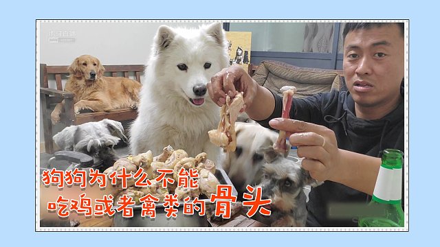 【涛哥】狗狗为什么不能吃鸡或者禽类骨头