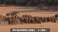 狮群围攻大象