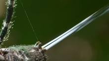 蜘蛛织网捕食，织网技术比人高！