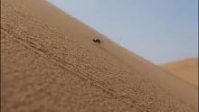 在沙漠中小动物如何找水喝
