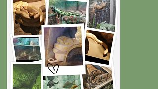 蟒蛇｜蜥蜴｜龟｜鳄...北京动物园游览VLOG(下)两栖爬行馆之旅。（有豹纹守宫）