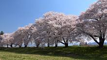 【超清日本】第一视角 千曲川河岸 满开的樱花树 樱吹雪 (4K超清版) 2021.4