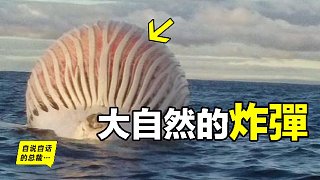 【自说自话的总裁】 鲸爆：大自然的炸弹